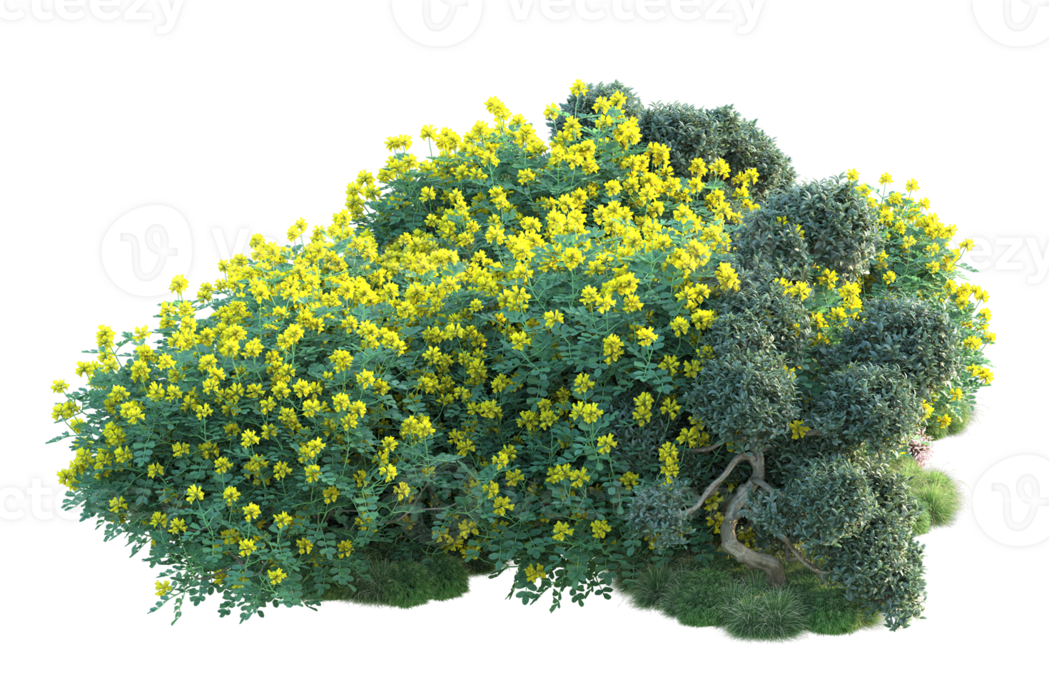 Tropical forest isolated on transparent background. 3d rendering - illustration png