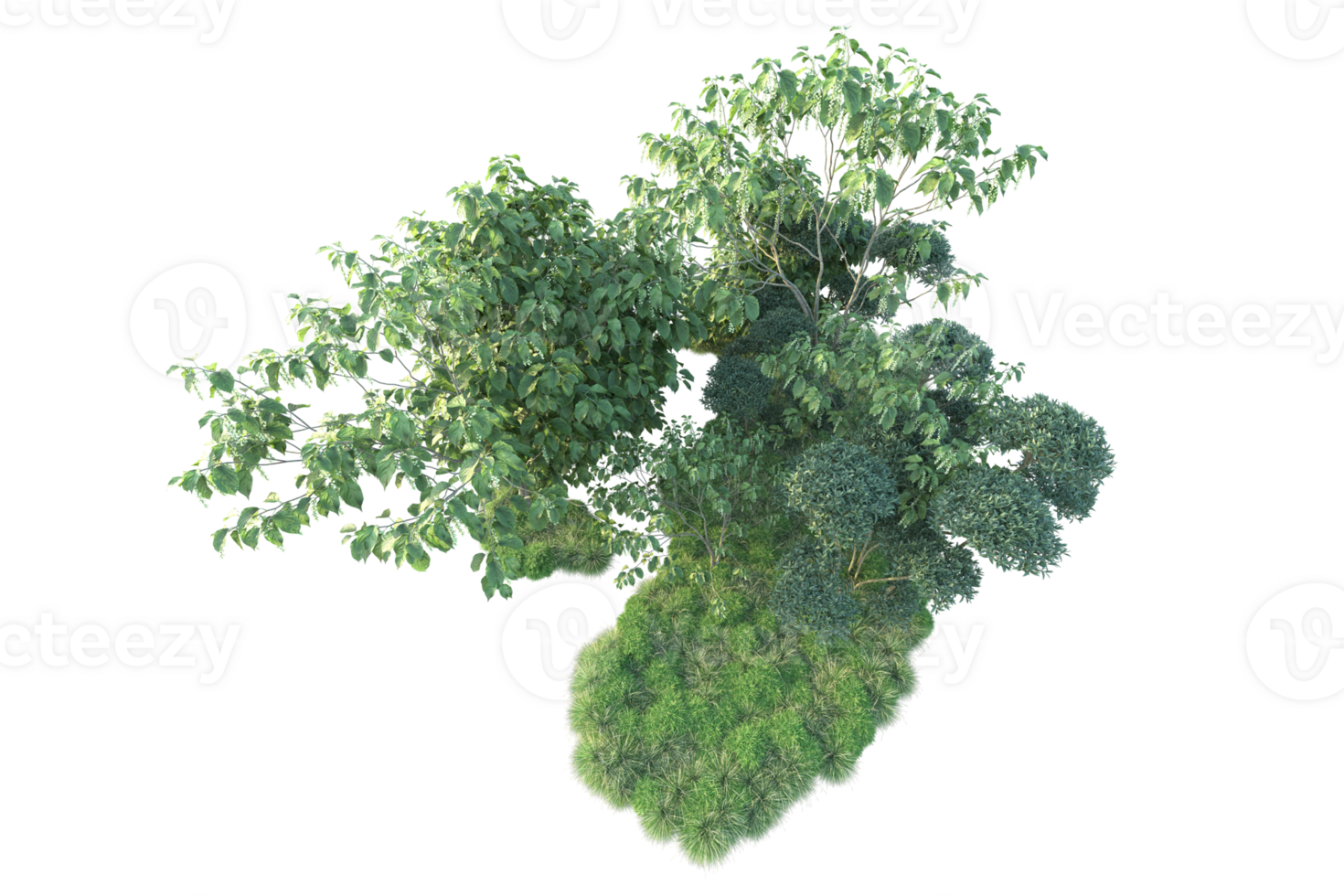 Tropical forest isolated on transparent background. 3d rendering - illustration png