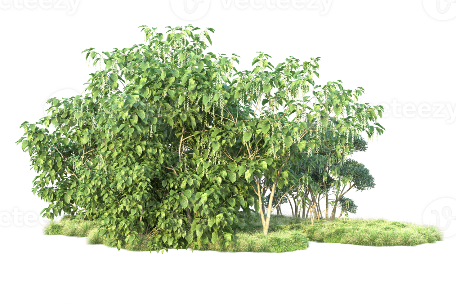 Tropical forest isolated on transparent background. 3d rendering - illustration png