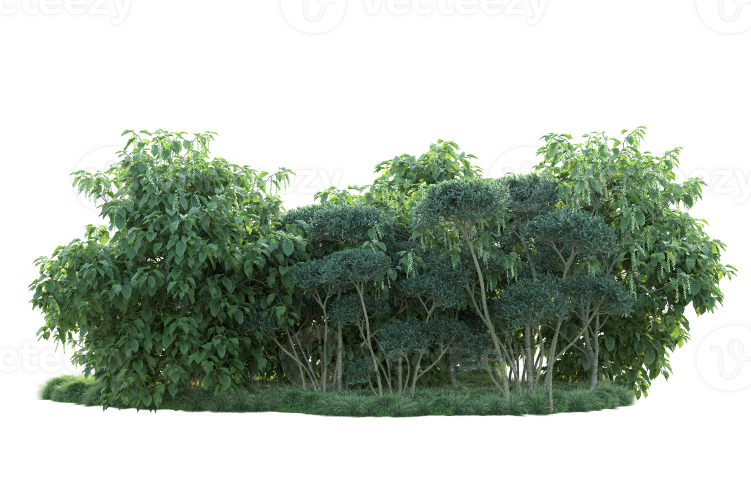 Tropical forest isolated on transparent background. 3d rendering - illustration png