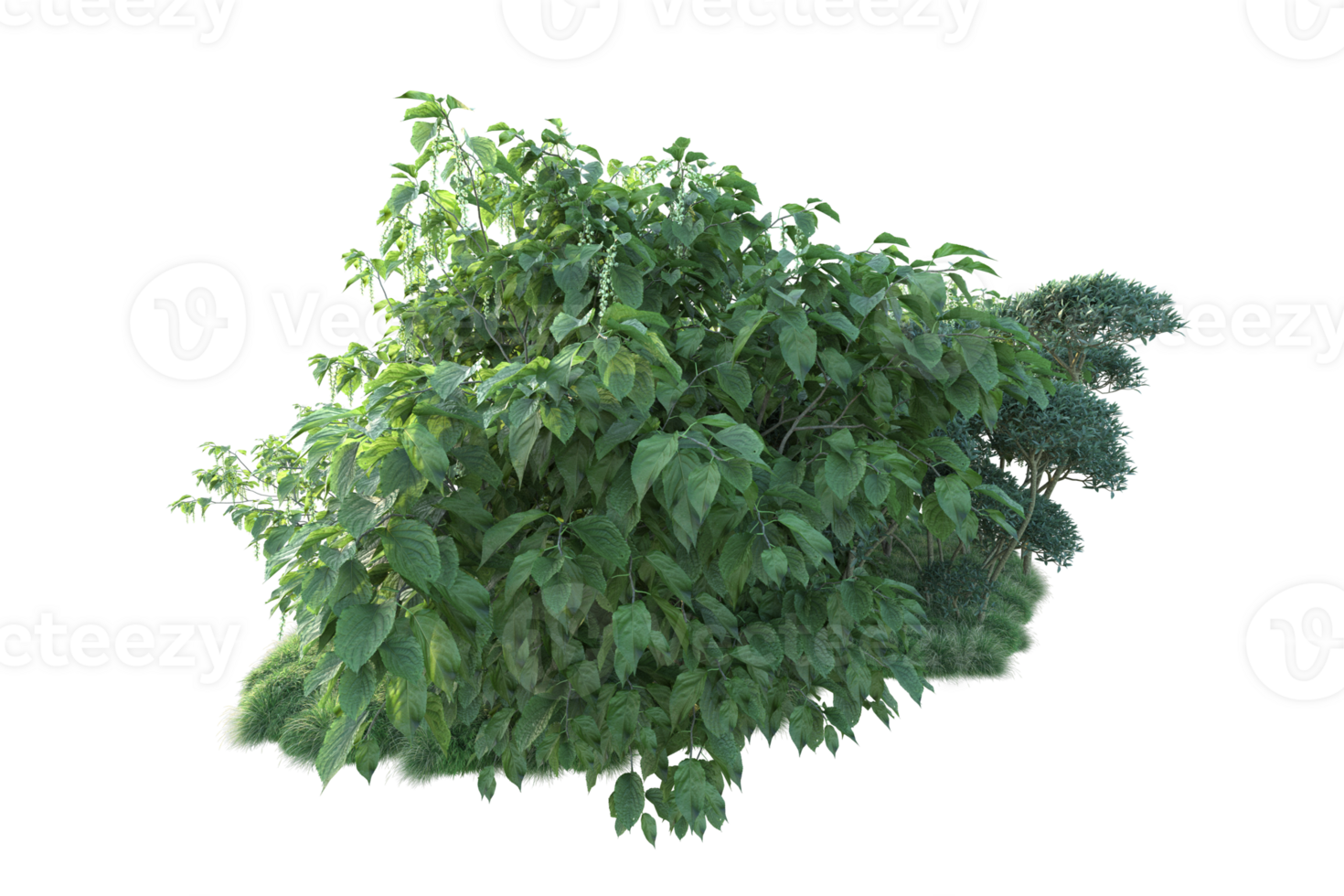 Tropical forest isolated on transparent background. 3d rendering - illustration png