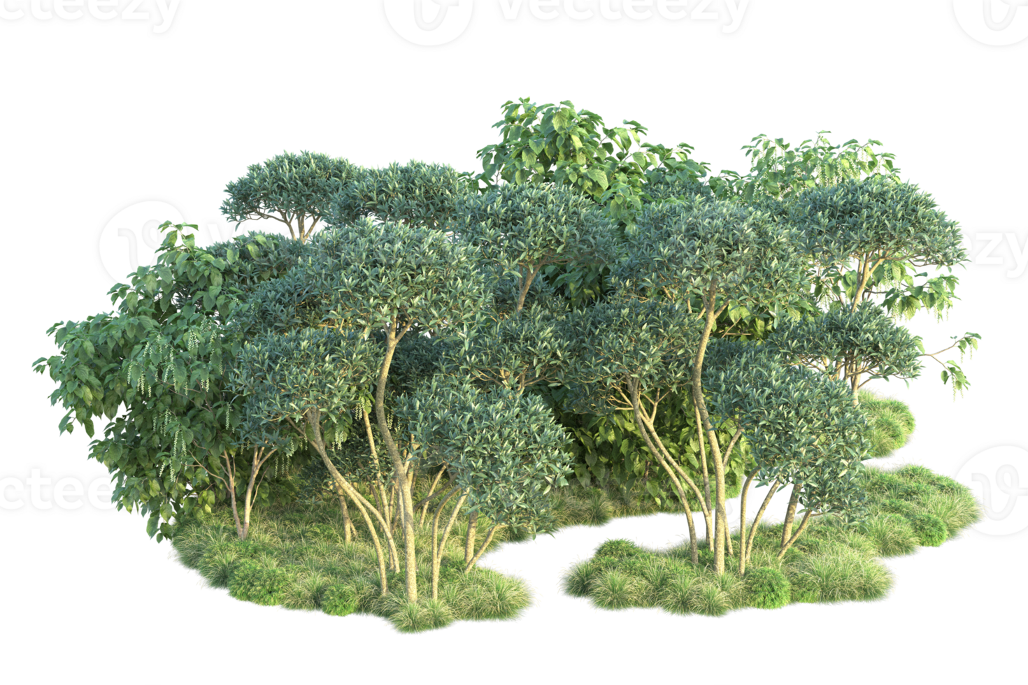 Tropical forest isolated on transparent background. 3d rendering - illustration png