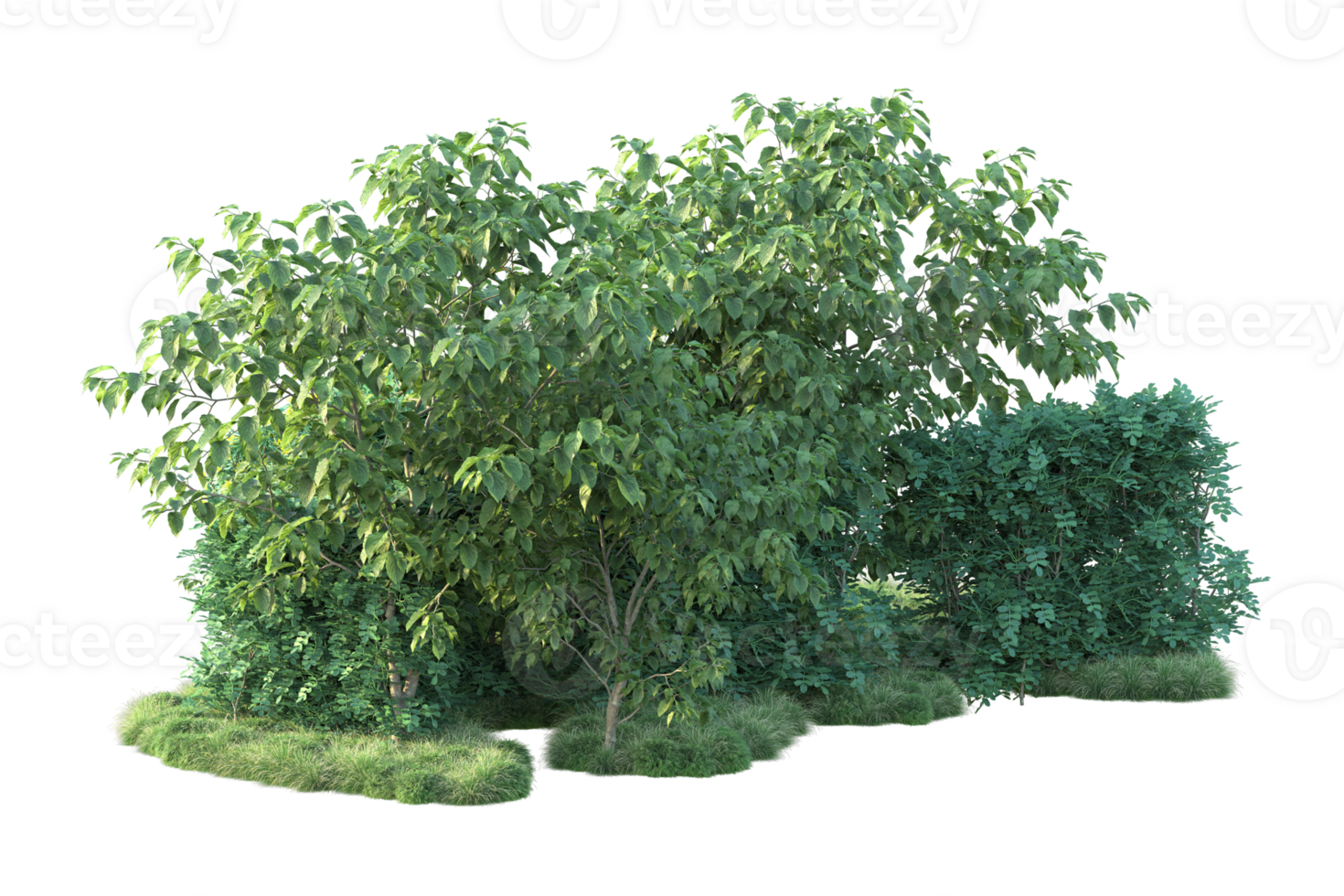 Tropical forest isolated on transparent background. 3d rendering - illustration png