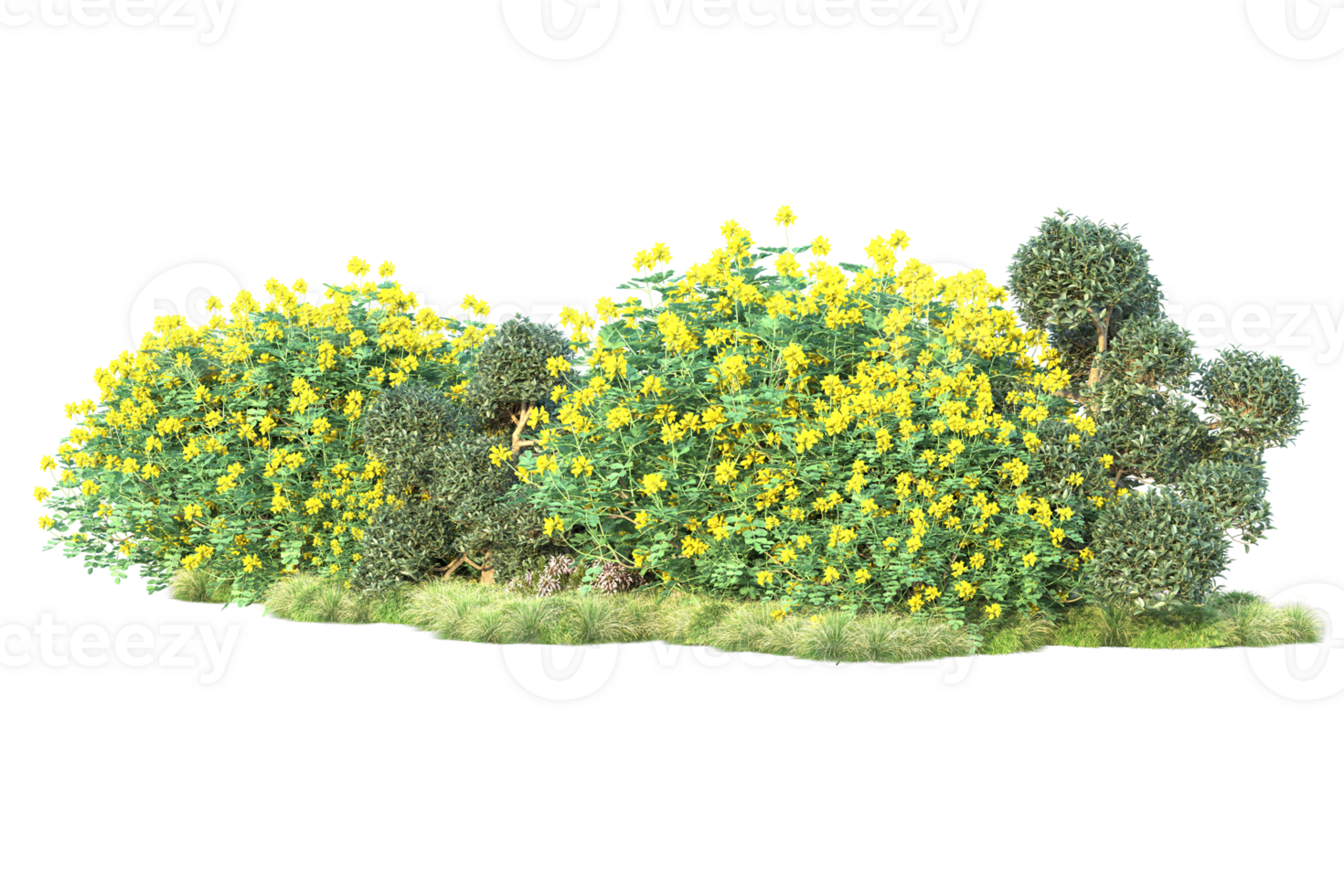 Tropical forest isolated on transparent background. 3d rendering - illustration png