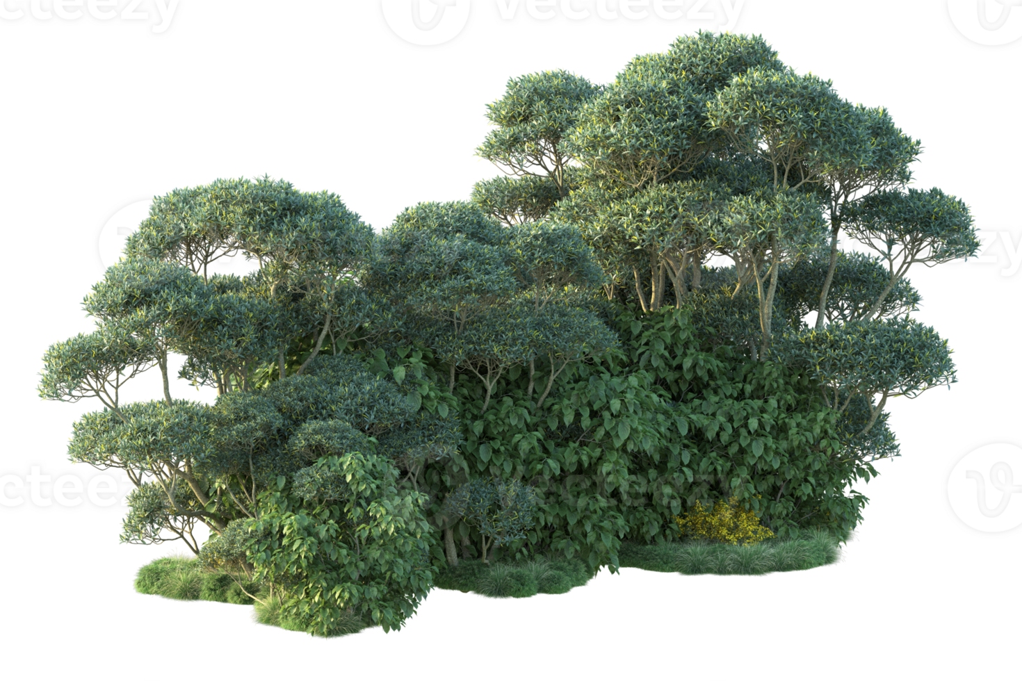 Tropical forest isolated on transparent background. 3d rendering - illustration png