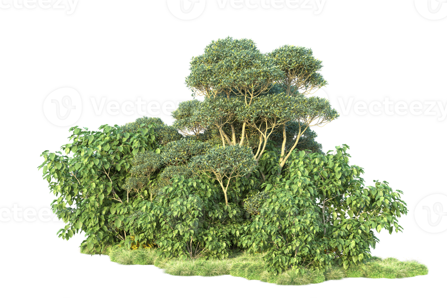Tropical forest isolated on transparent background. 3d rendering - illustration png
