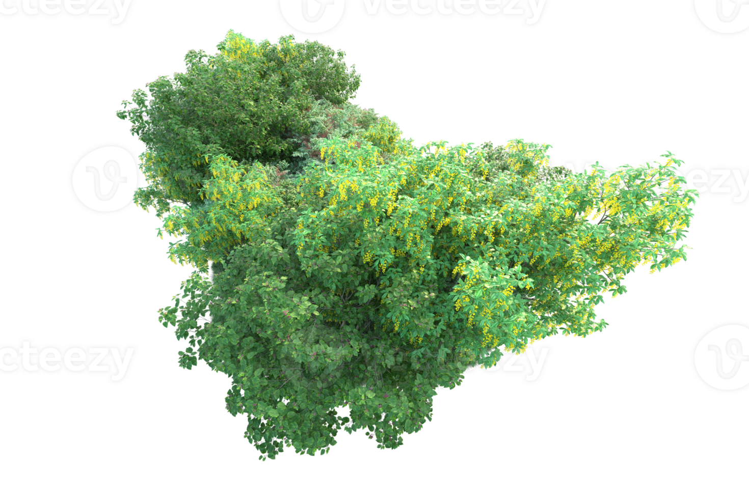 Tropical forest isolated on transparent background. 3d rendering - illustration png