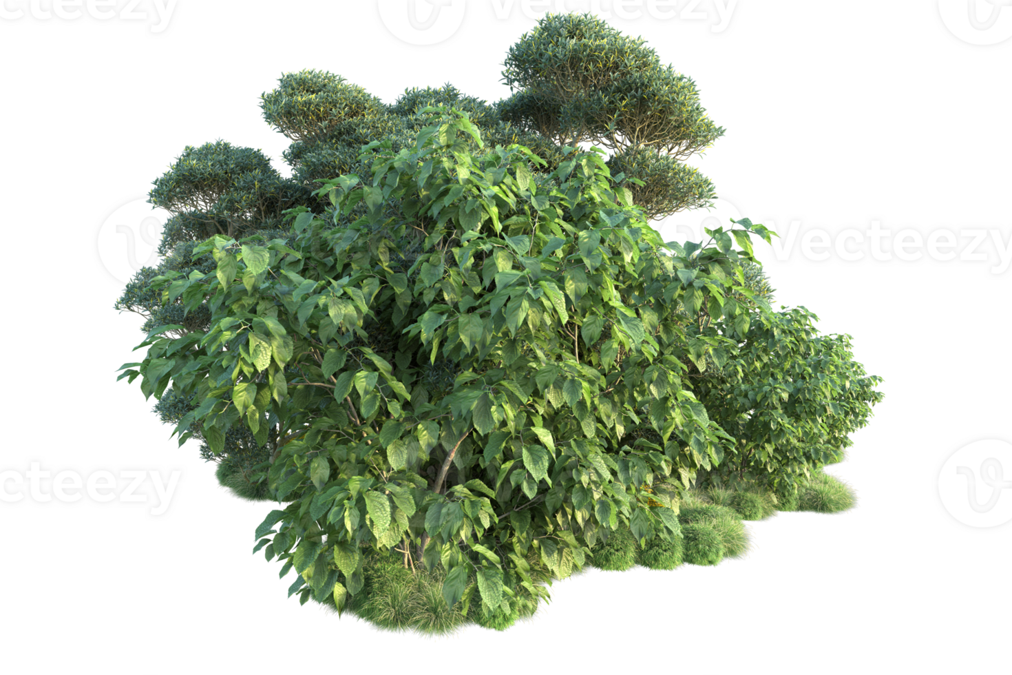 Tropical forest isolated on transparent background. 3d rendering - illustration png