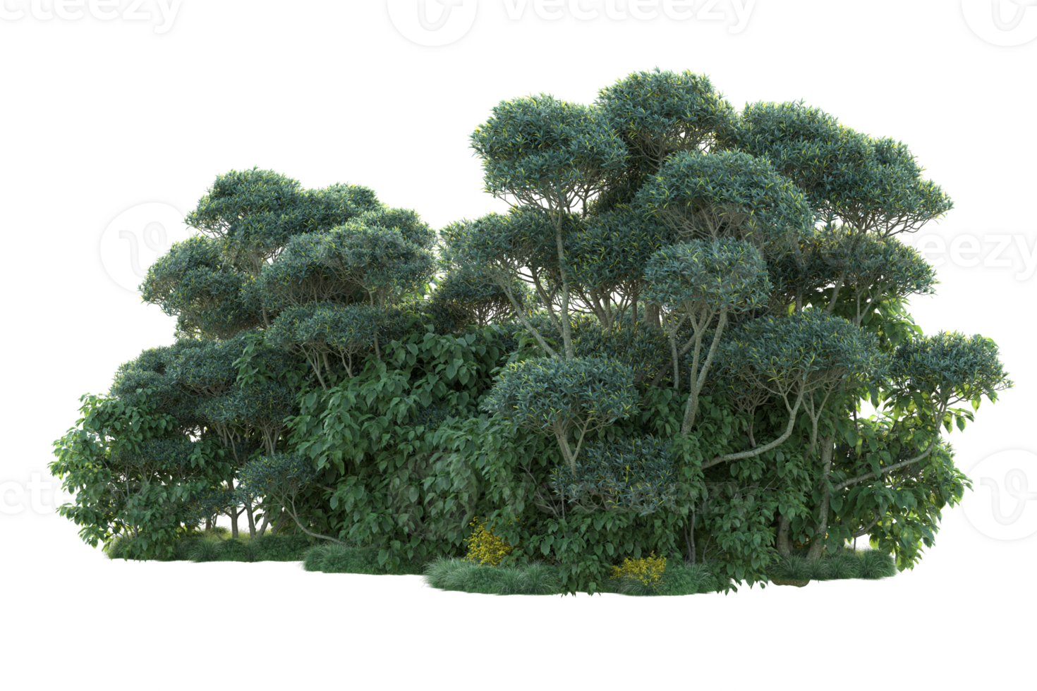 Tropical forest isolated on transparent background. 3d rendering - illustration png