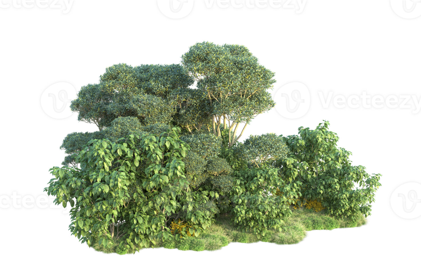 Tropical forest isolated on transparent background. 3d rendering - illustration png