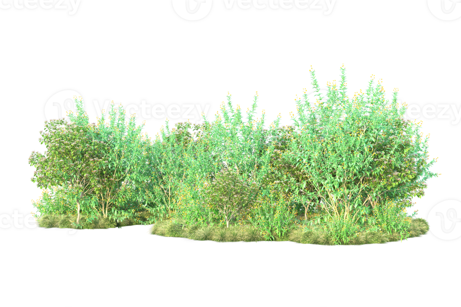 Tropical forest isolated on transparent background. 3d rendering - illustration png