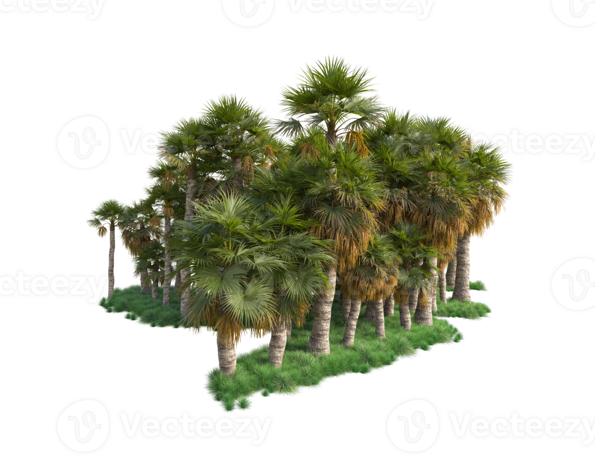 Tropical forest isolated on transparent background. 3d rendering - illustration png
