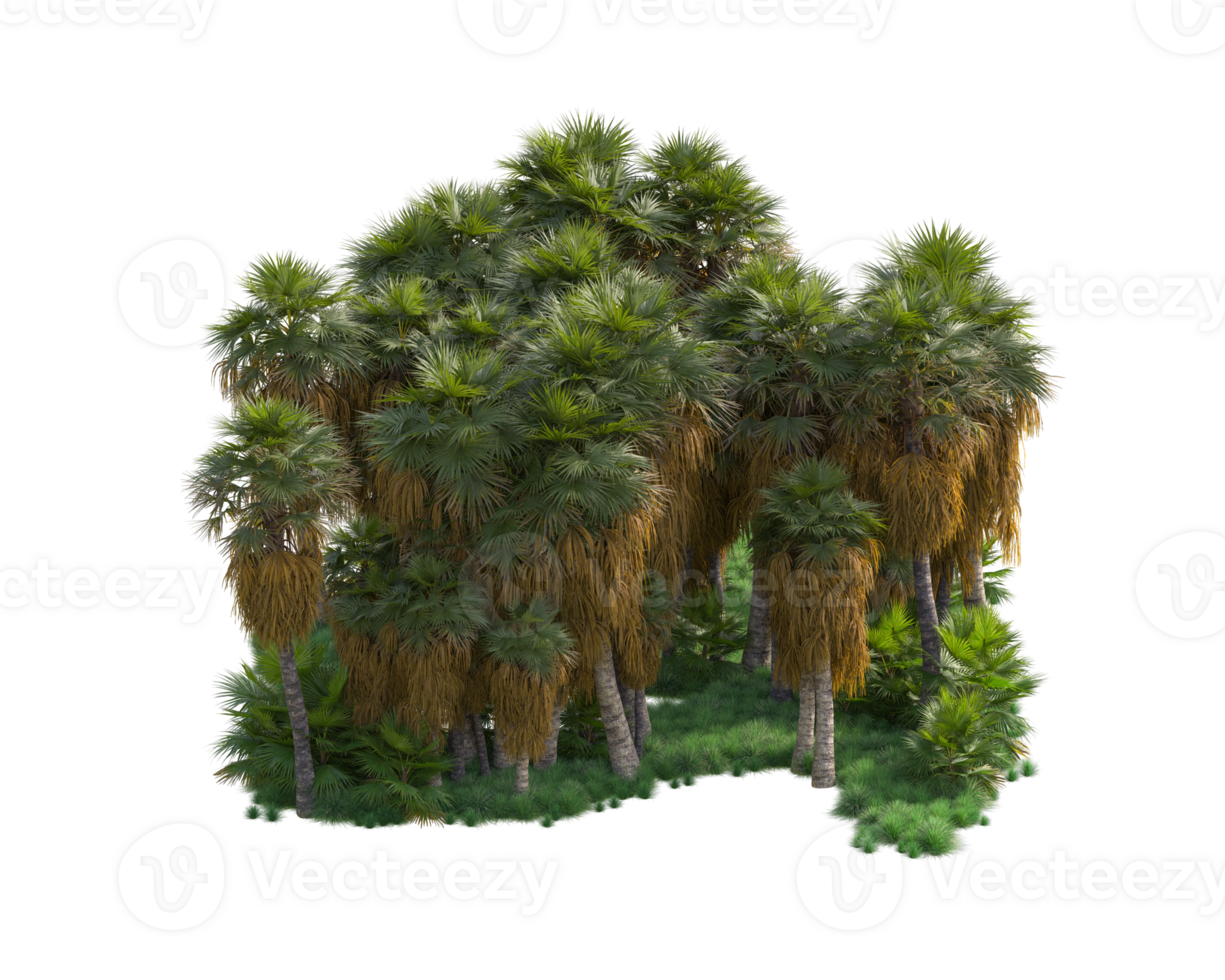 Tropical forest isolated on transparent background. 3d rendering - illustration png