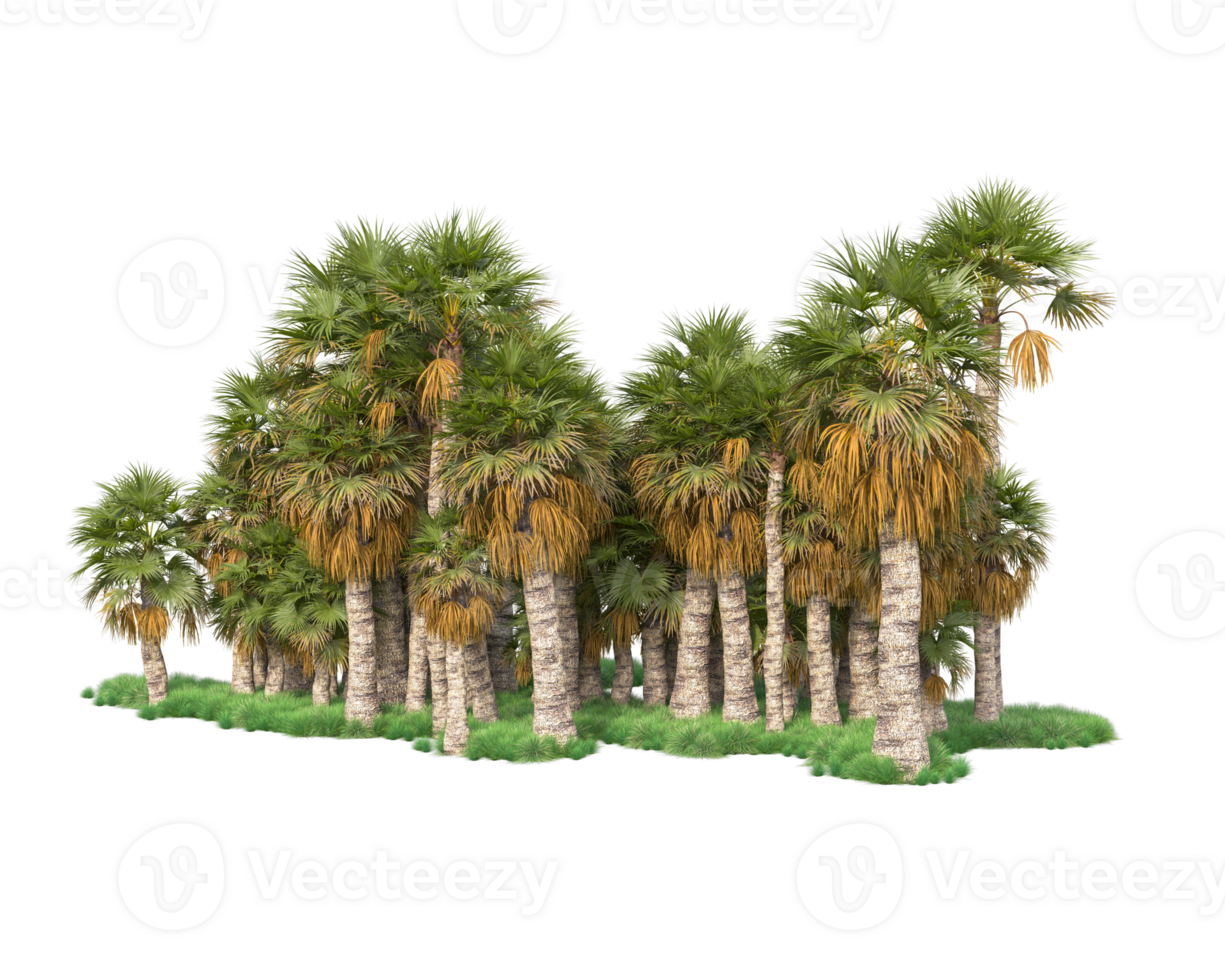 Tropical forest isolated on transparent background. 3d rendering - illustration png