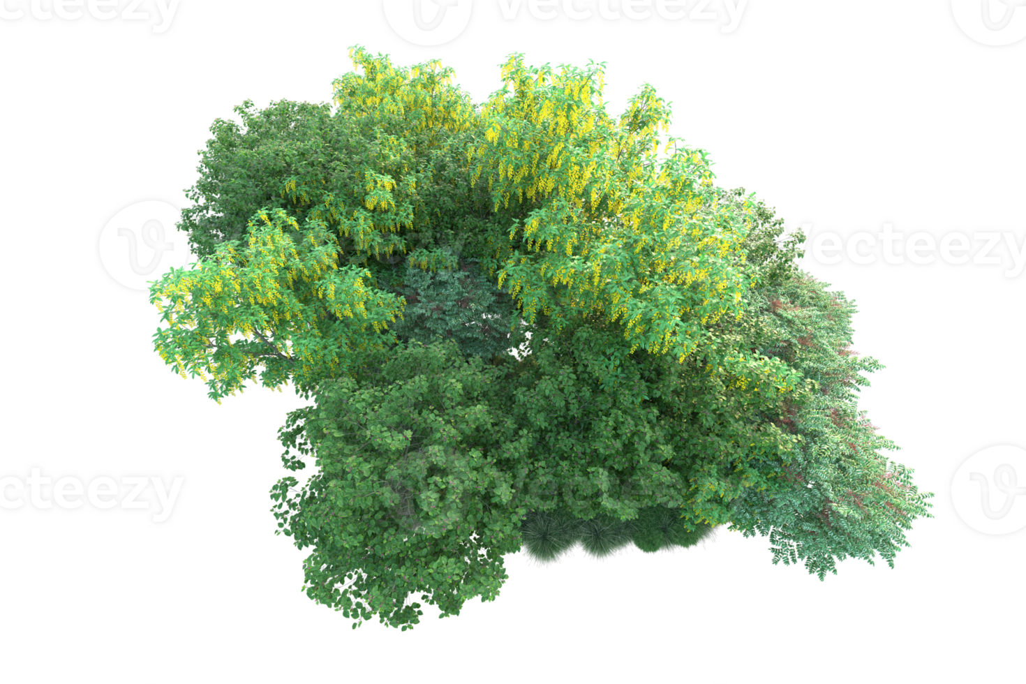 Tropical forest isolated on transparent background. 3d rendering - illustration png
