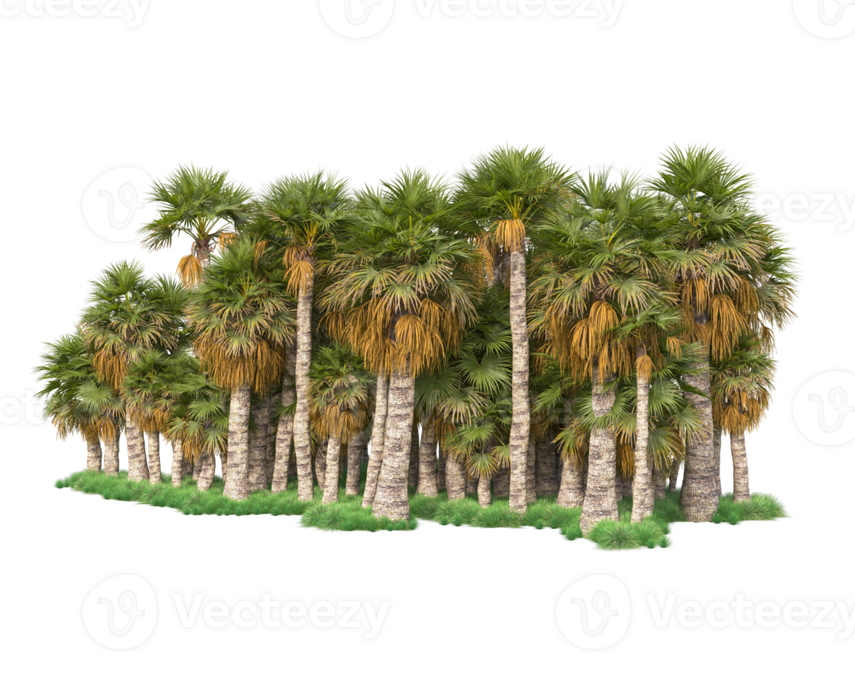 Tropical forest isolated on transparent background. 3d rendering - illustration png