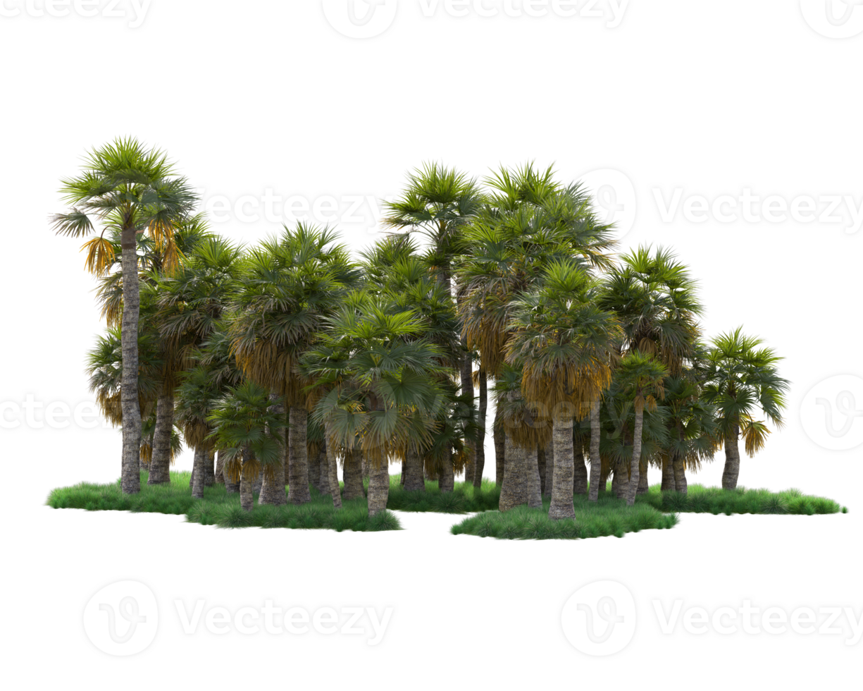 Tropical forest isolated on transparent background. 3d rendering - illustration png