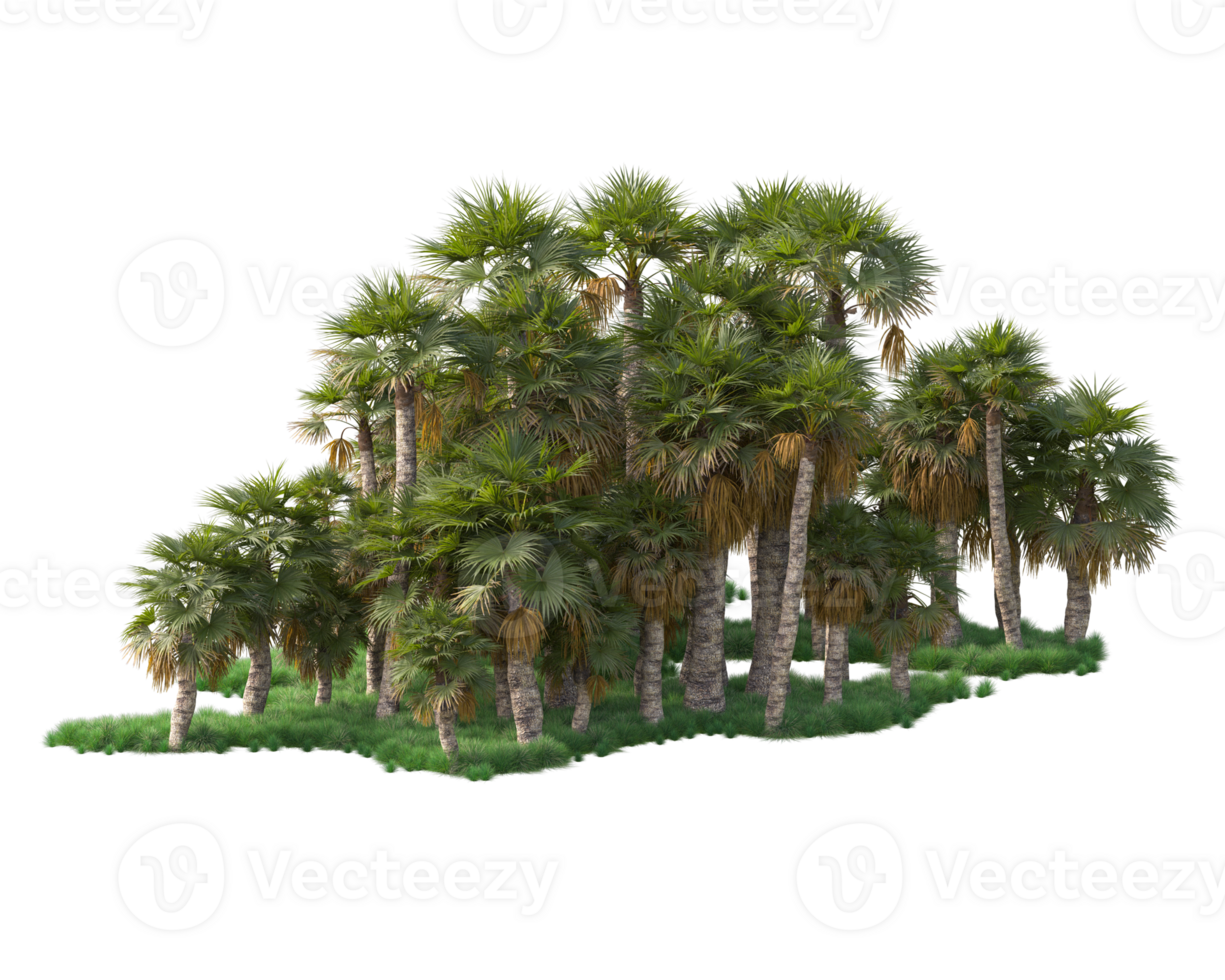 Tropical forest isolated on transparent background. 3d rendering - illustration png