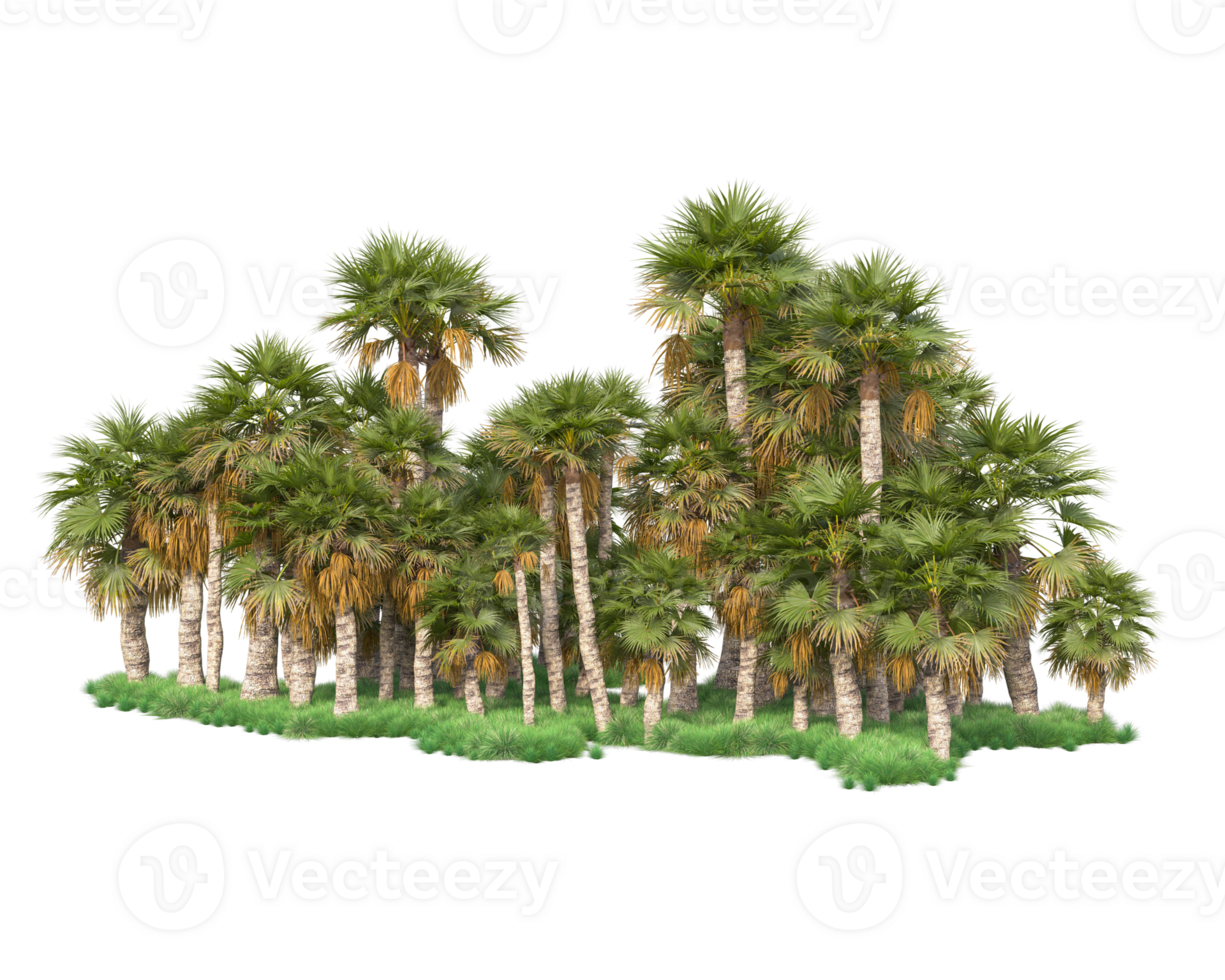 Tropical forest isolated on transparent background. 3d rendering - illustration png