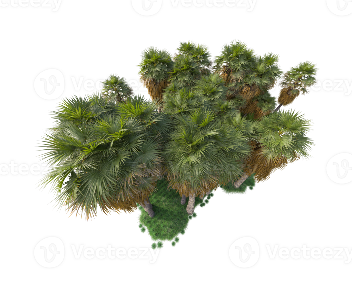 Tropical forest isolated on transparent background. 3d rendering - illustration png