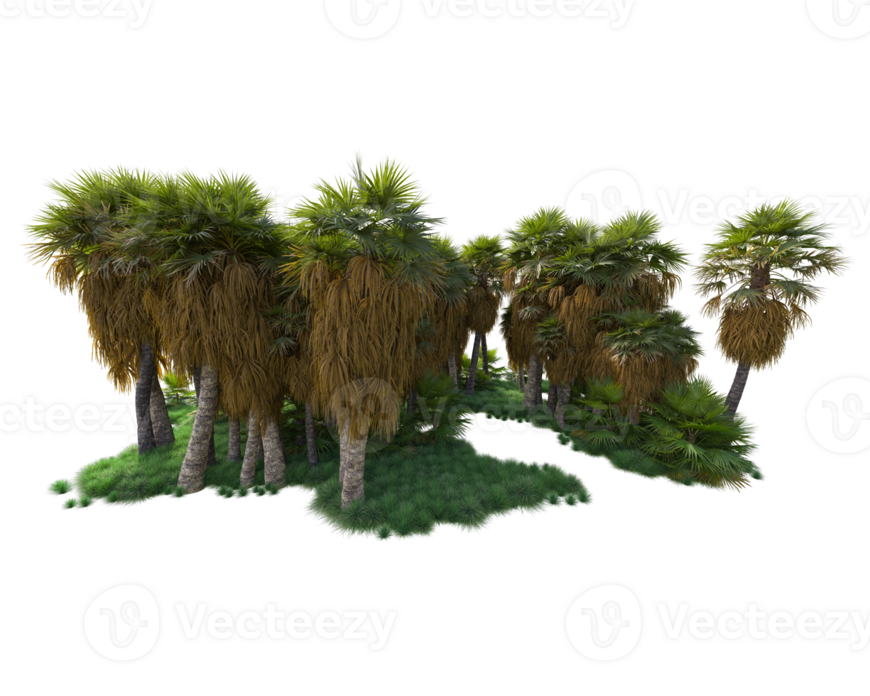 Tropical forest isolated on transparent background. 3d rendering - illustration png