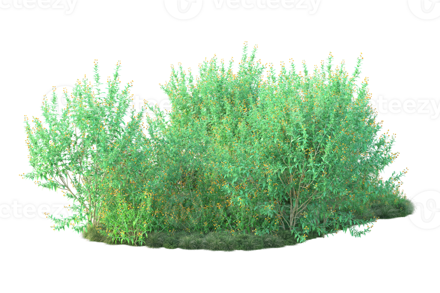 Tropical forest isolated on transparent background. 3d rendering - illustration png