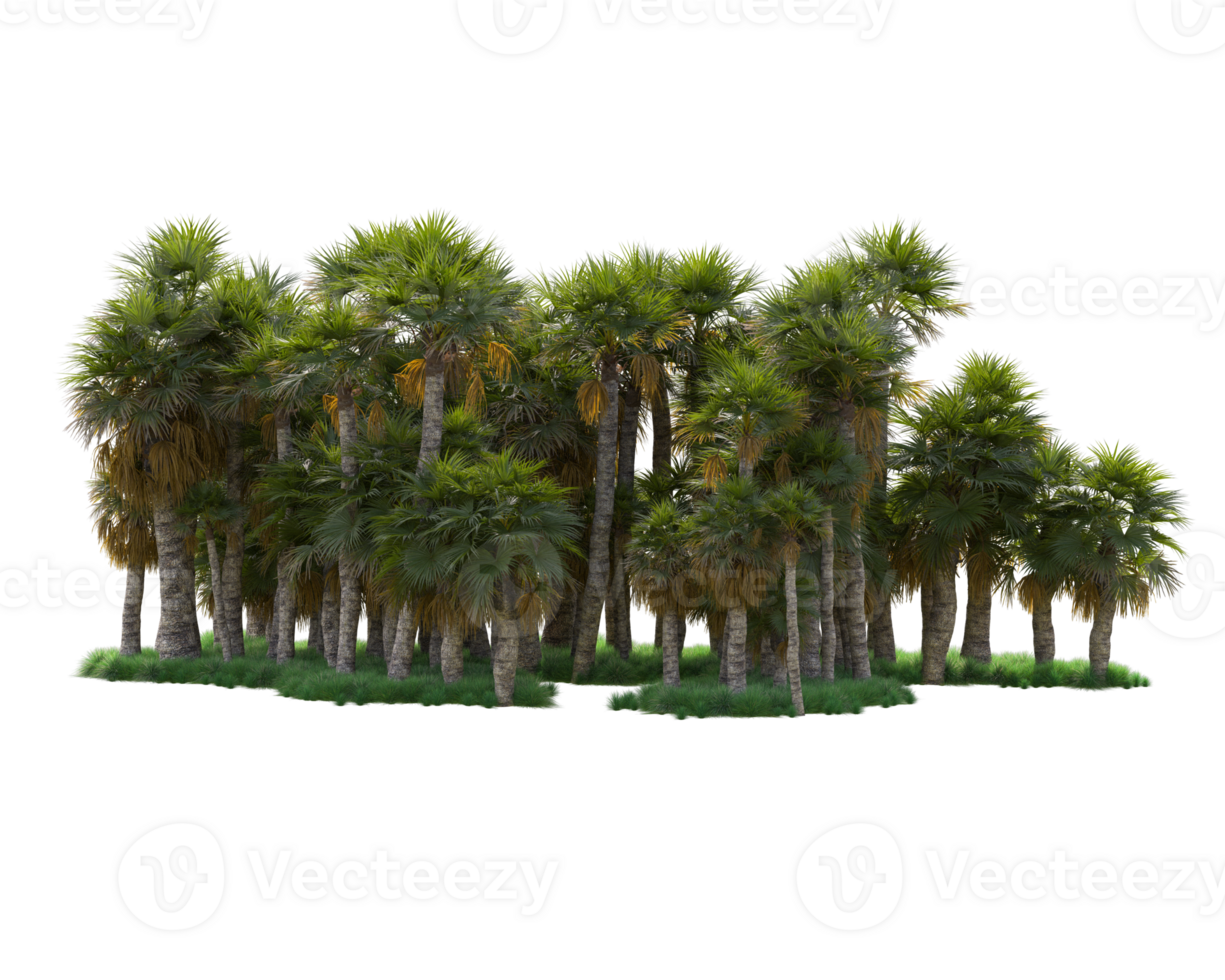 Tropical forest isolated on transparent background. 3d rendering - illustration png