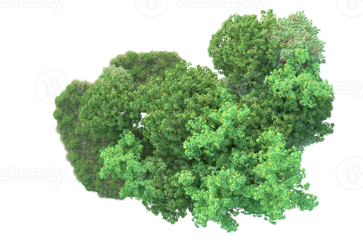 Tropical forest isolated on transparent background. 3d rendering - illustration png