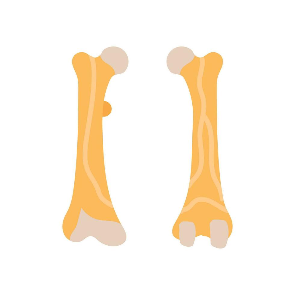 Femur icon in vector. Logotype vector