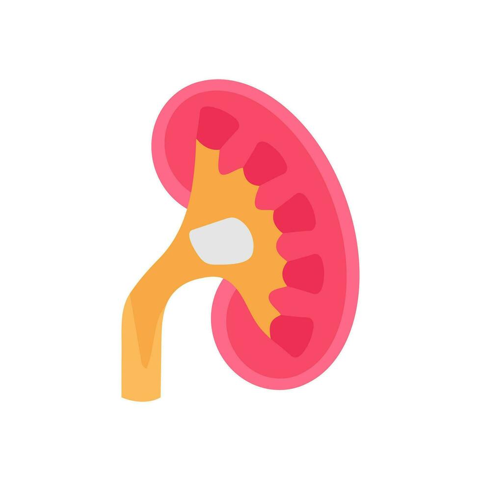 renal pelvis icono en vector. logotipo vector