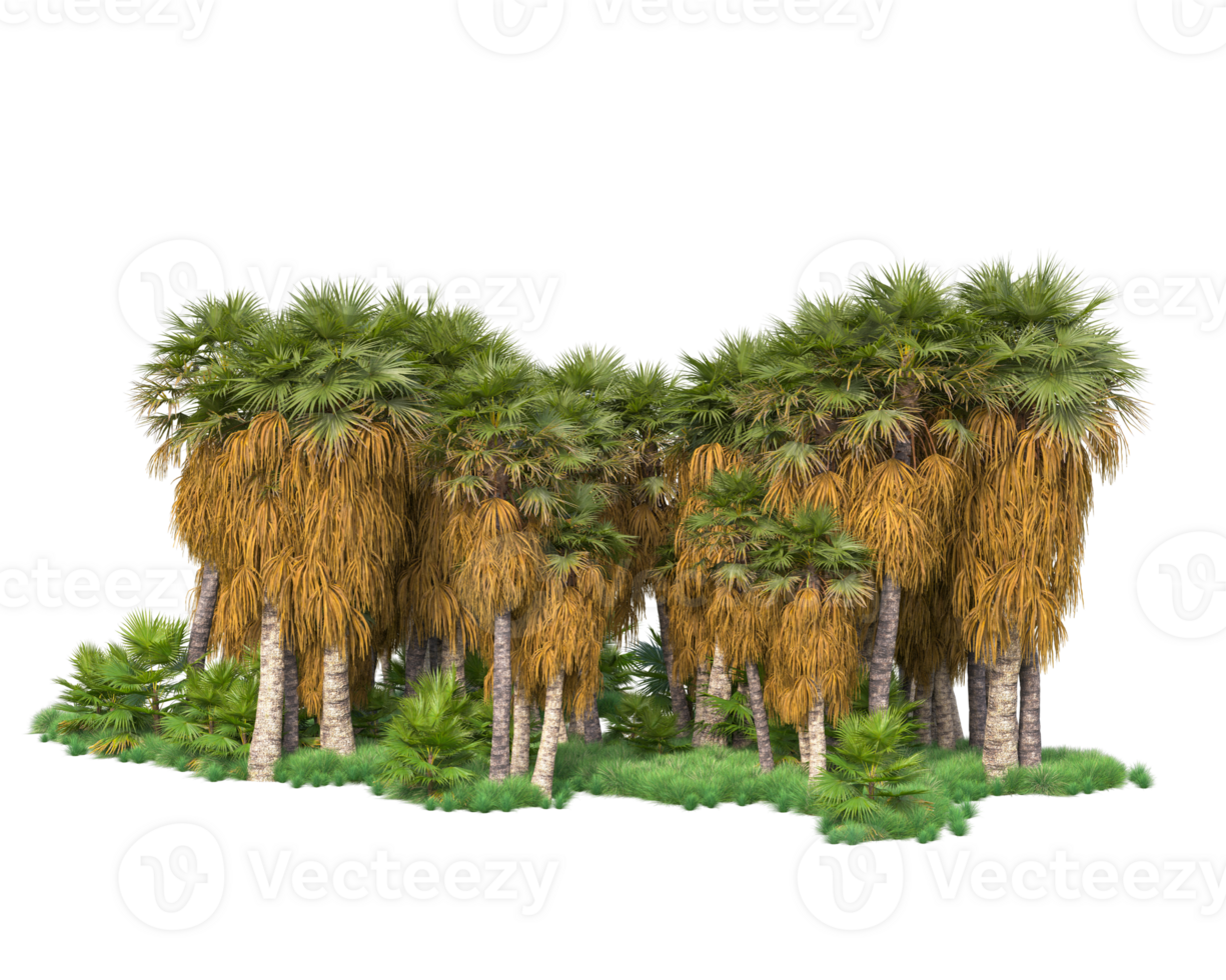 Tropical forest isolated on transparent background. 3d rendering - illustration png