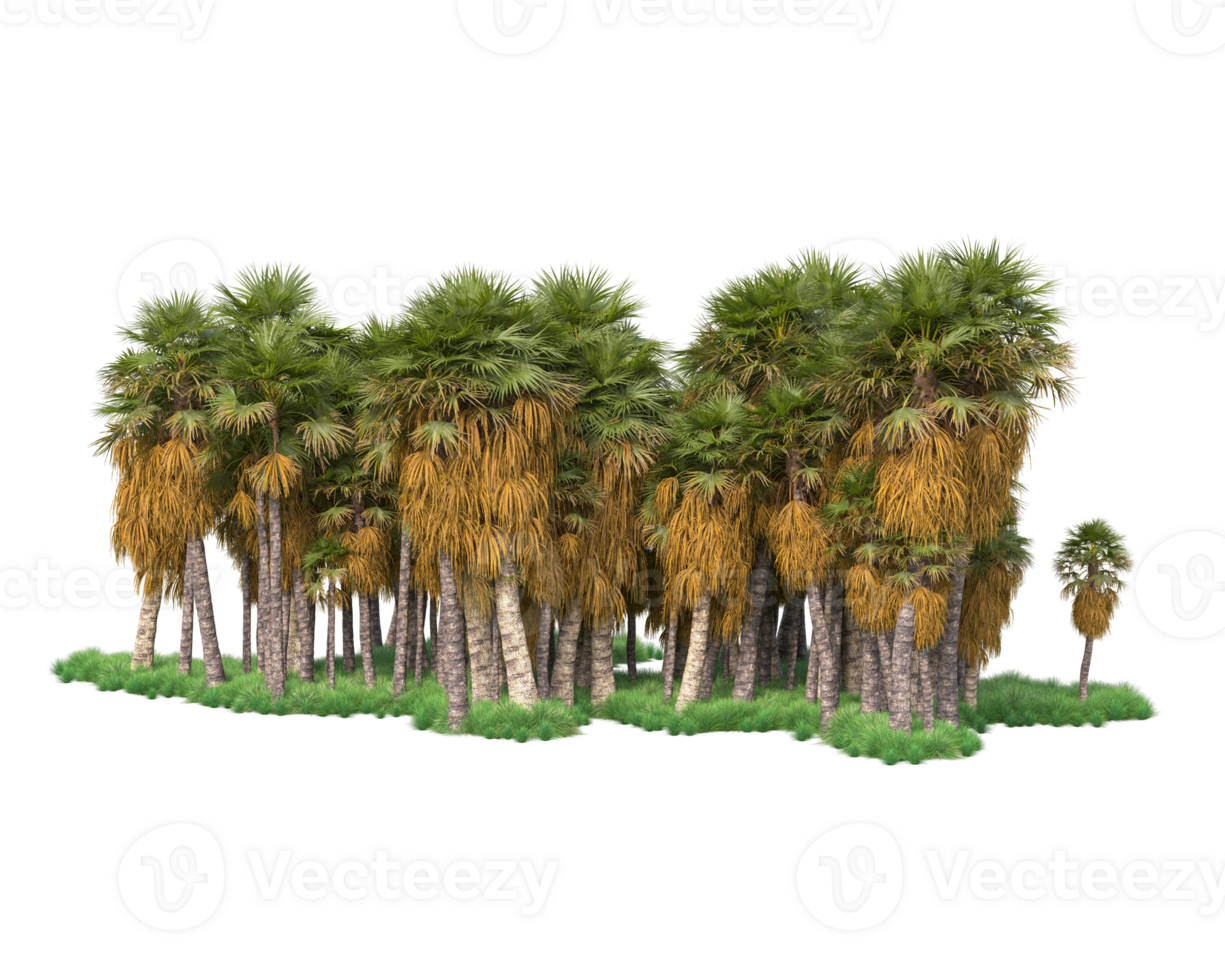 Tropical forest isolated on transparent background. 3d rendering - illustration png