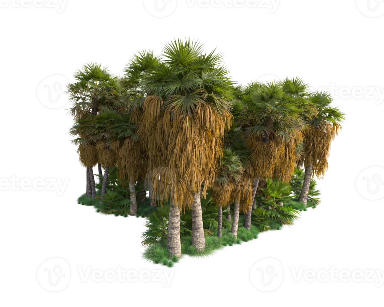 Tropical forest isolated on transparent background. 3d rendering - illustration png