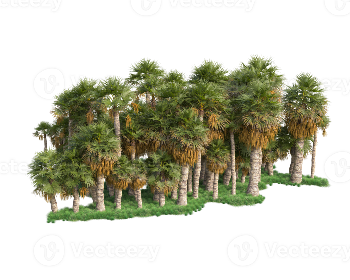 Tropical forest isolated on transparent background. 3d rendering - illustration png