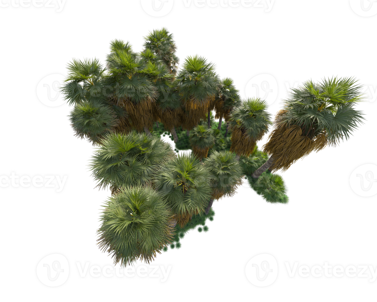 Tropical forest isolated on transparent background. 3d rendering - illustration png