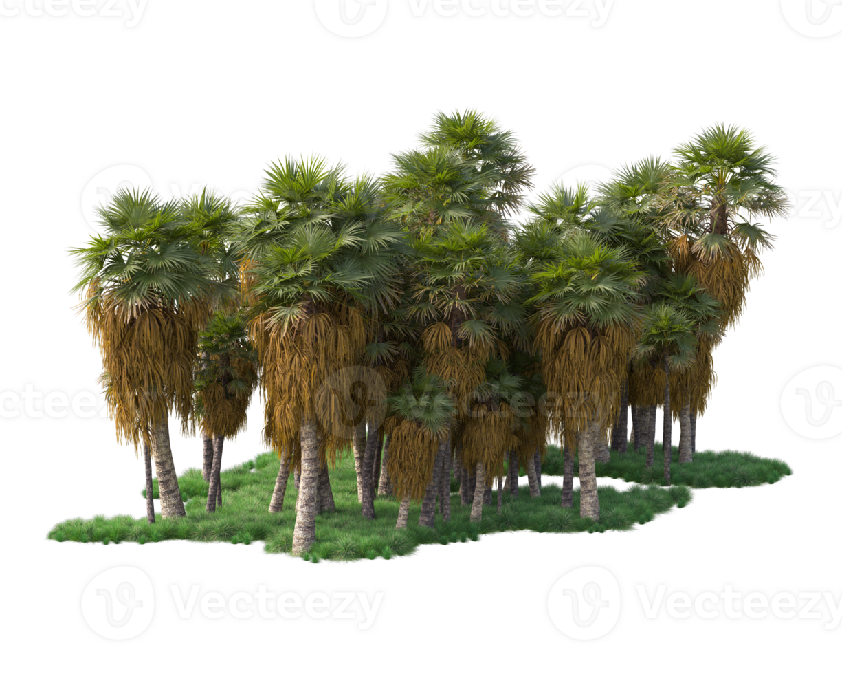 Tropical forest isolated on transparent background. 3d rendering - illustration png