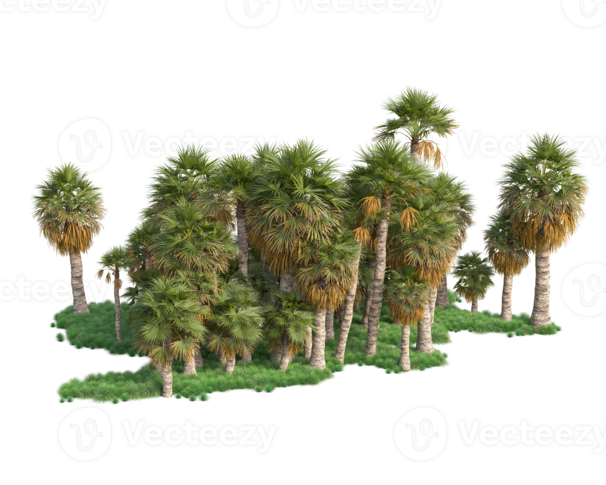 Tropical forest isolated on transparent background. 3d rendering - illustration png