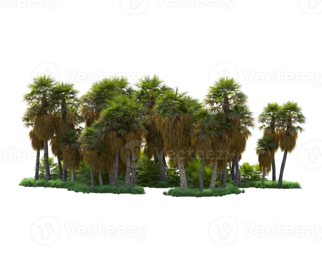 Tropical forest isolated on transparent background. 3d rendering - illustration png
