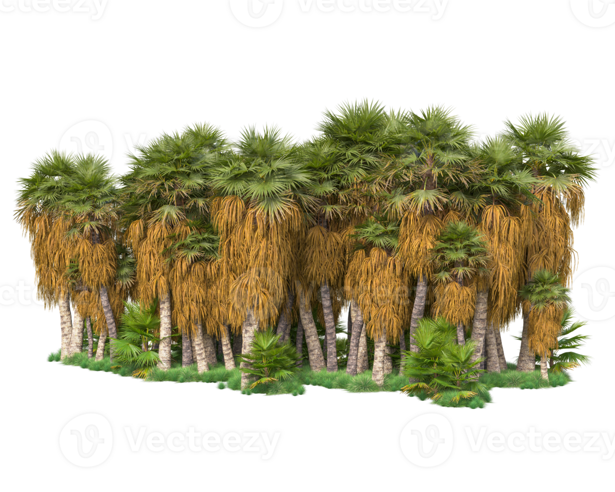 Tropical forest isolated on transparent background. 3d rendering - illustration png