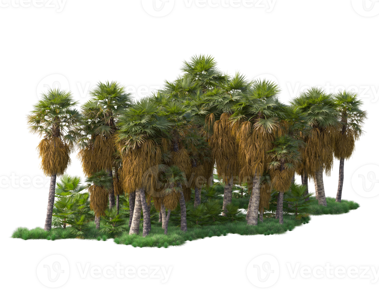 Tropical forest isolated on transparent background. 3d rendering - illustration png