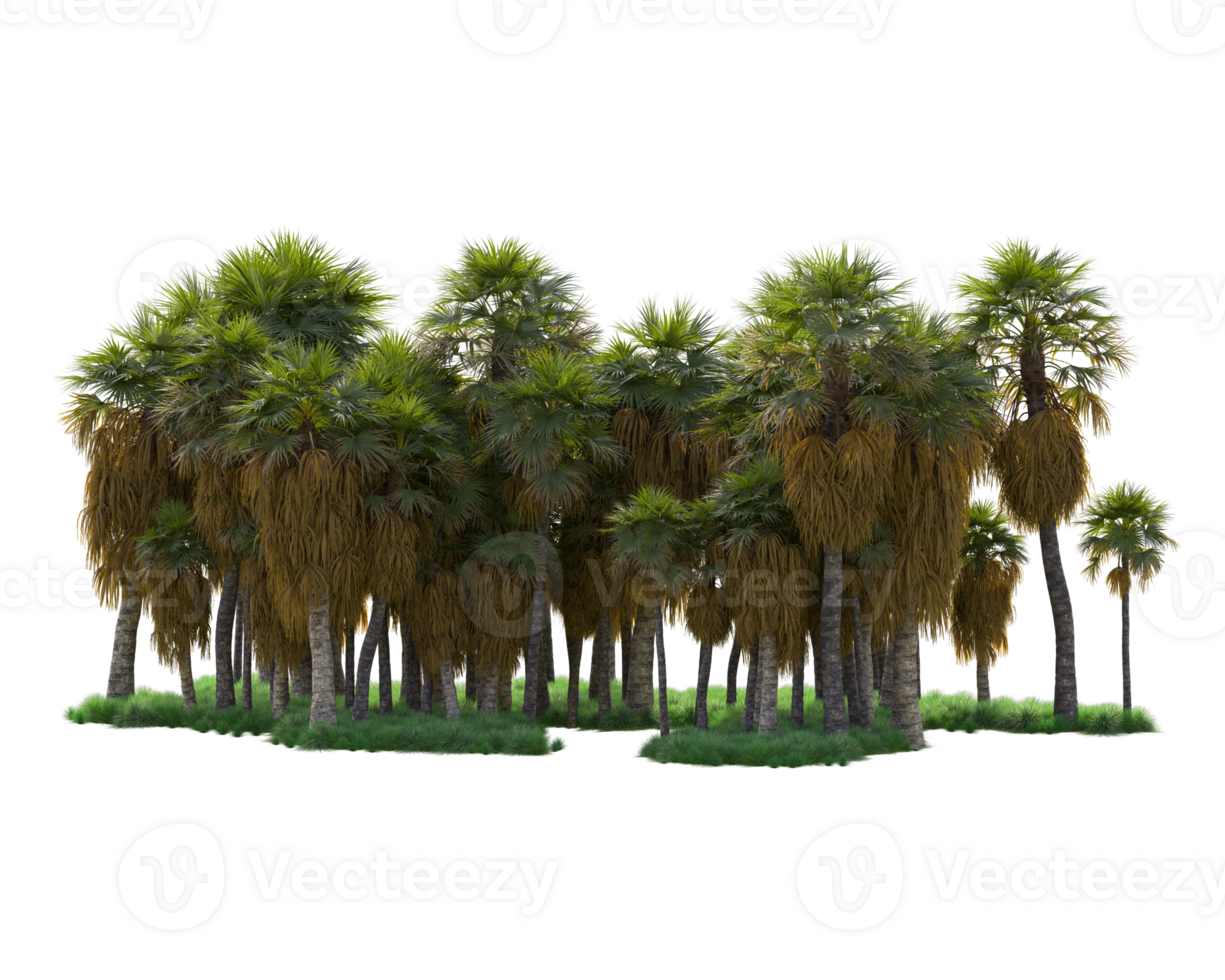 Tropical forest isolated on transparent background. 3d rendering - illustration png