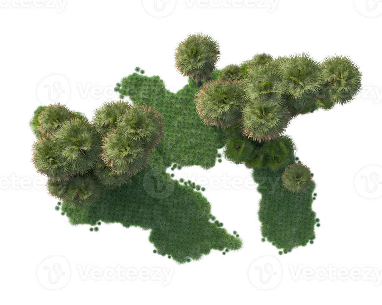 Tropical forest isolated on transparent background. 3d rendering - illustration png