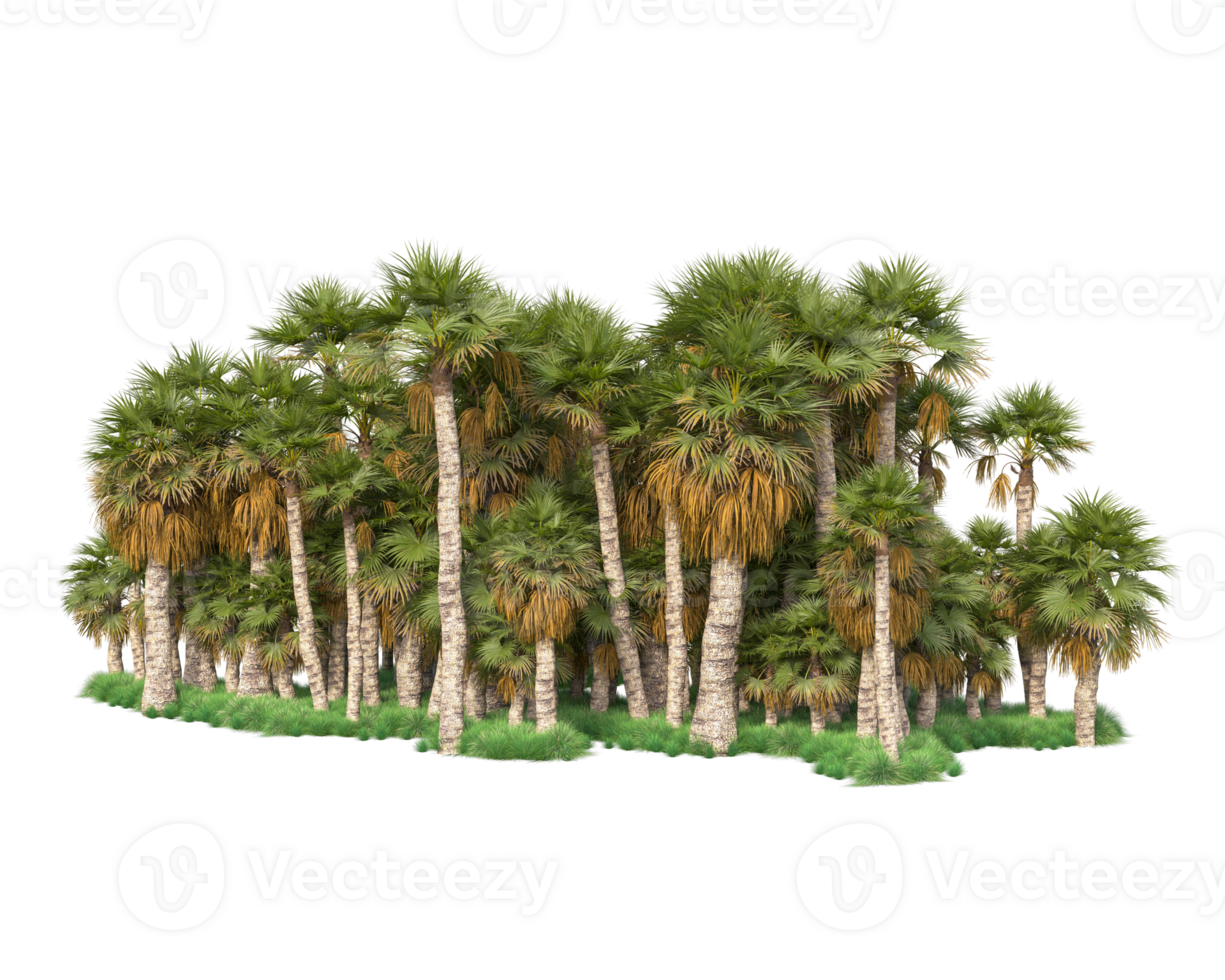 Tropical forest isolated on transparent background. 3d rendering - illustration png