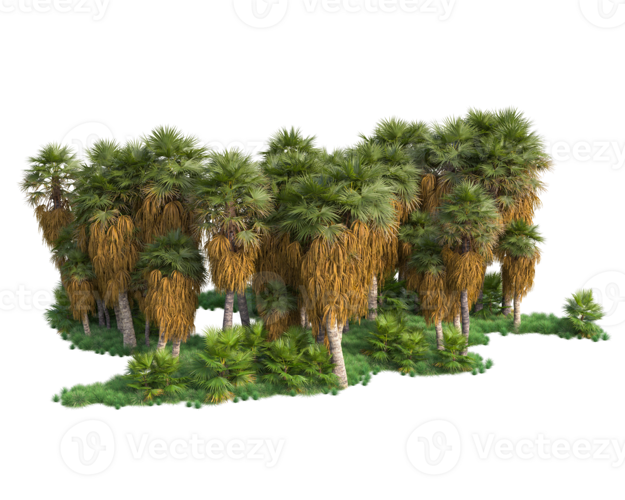 Tropical forest isolated on transparent background. 3d rendering - illustration png