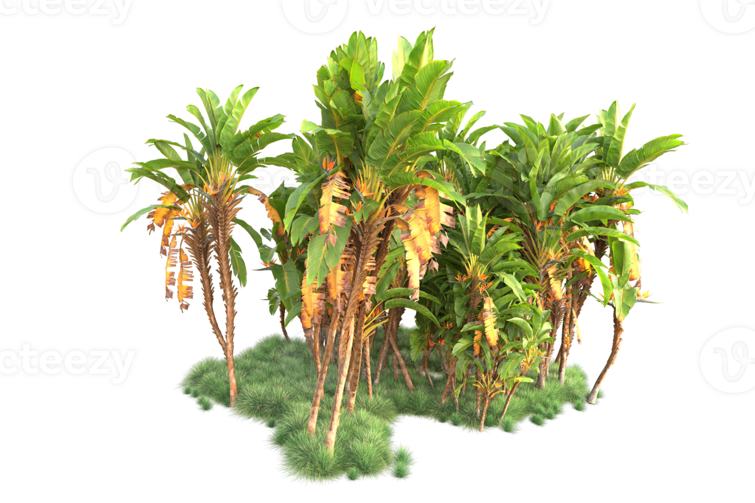 Tropical forest isolated on transparent background. 3d rendering - illustration png