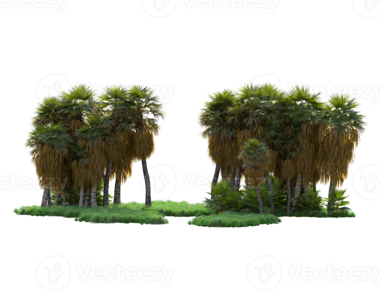 Tropical forest isolated on transparent background. 3d rendering - illustration png
