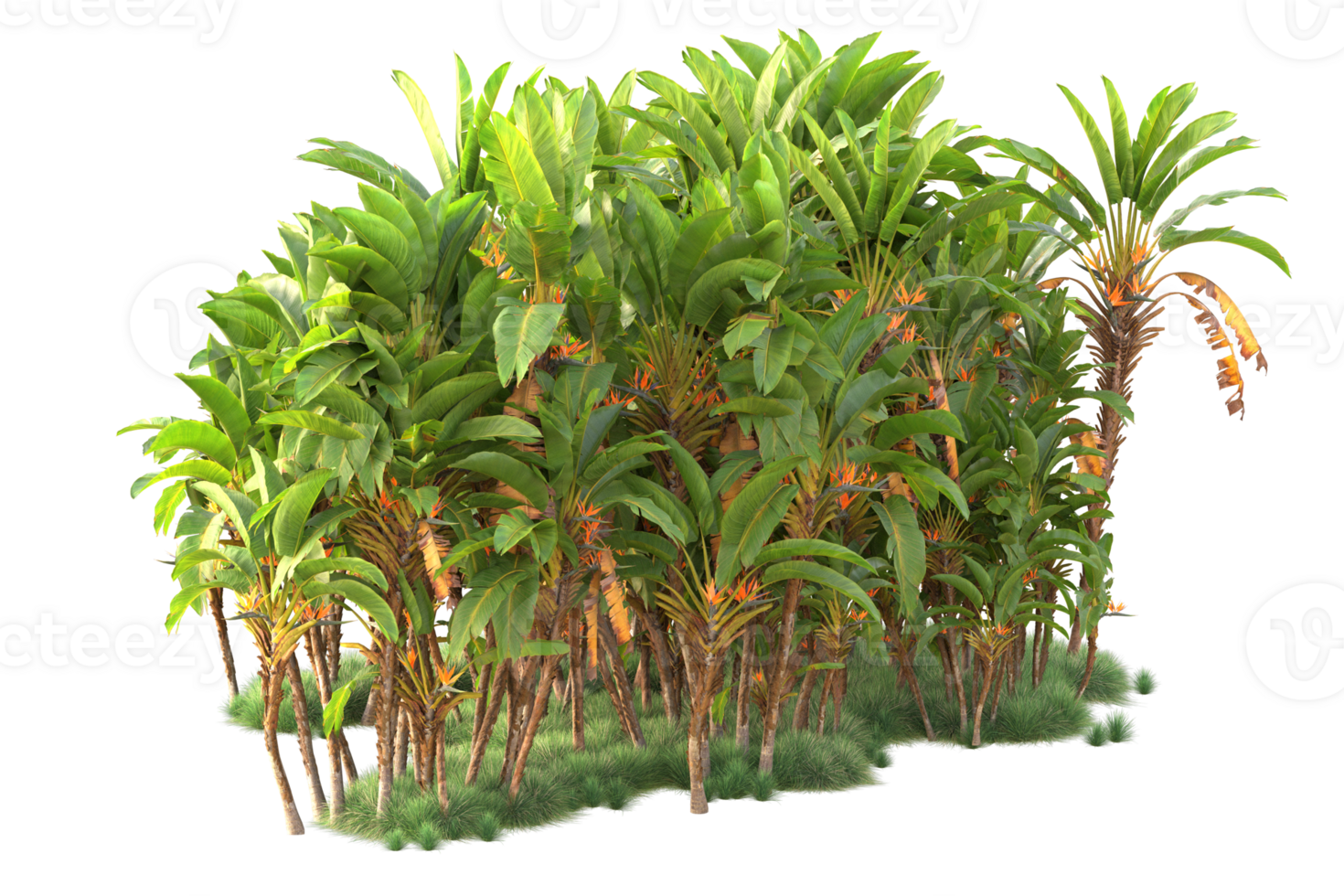 Tropical forest isolated on transparent background. 3d rendering - illustration png