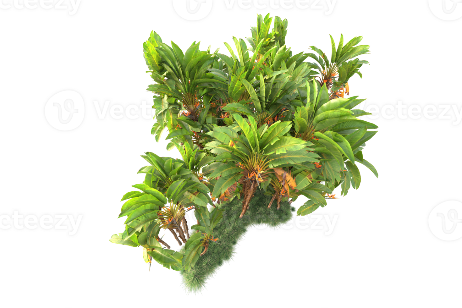 Tropical forest isolated on transparent background. 3d rendering - illustration png