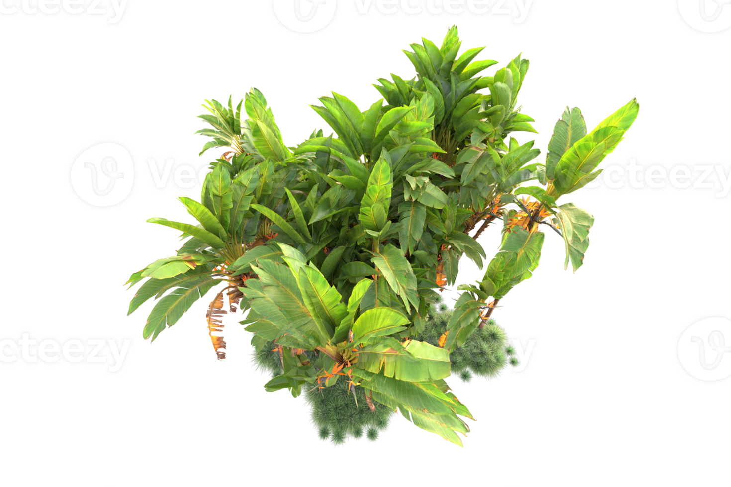 Tropical forest isolated on transparent background. 3d rendering - illustration png