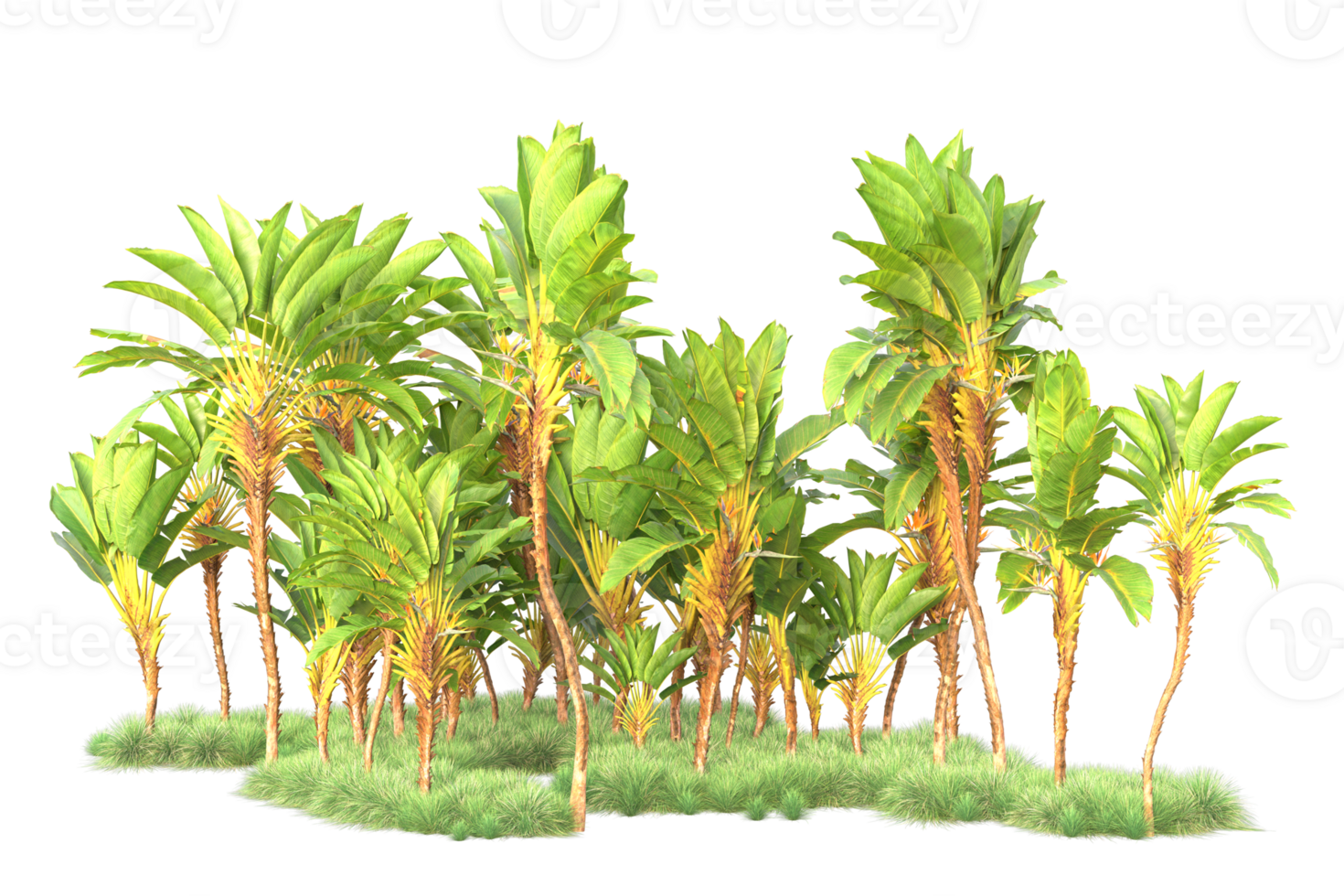Tropical forest isolated on transparent background. 3d rendering - illustration png